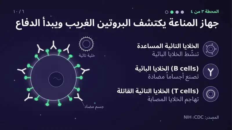 Arabic biology presentation slide, right-to-left layout